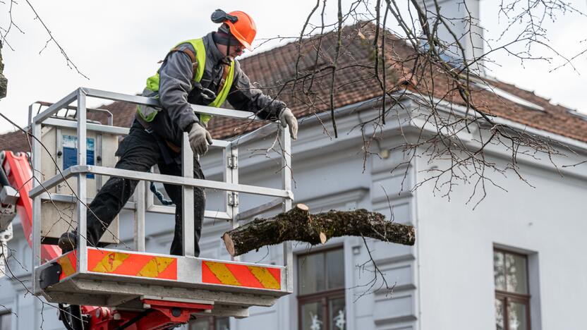 Laisvės alėjoje kertamos liepos