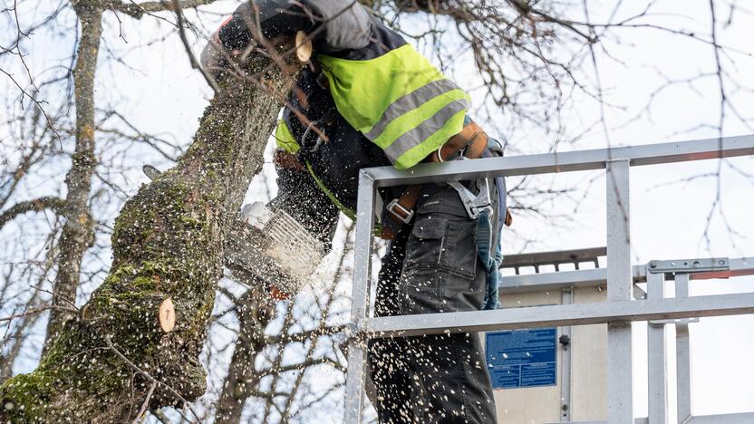 Laisvės alėjoje kertamos liepos