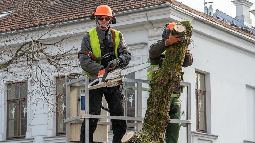 Laisvės alėjoje kertamos liepos