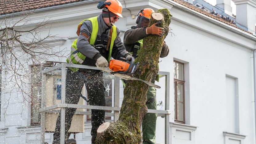 Laisvės alėjoje kertamos liepos