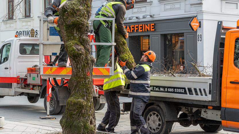 Laisvės alėjoje kertamos liepos