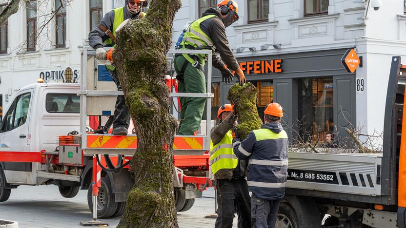 Laisvės alėjoje kertamos liepos