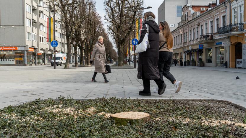 Laisvės alėjoje kertamos liepos