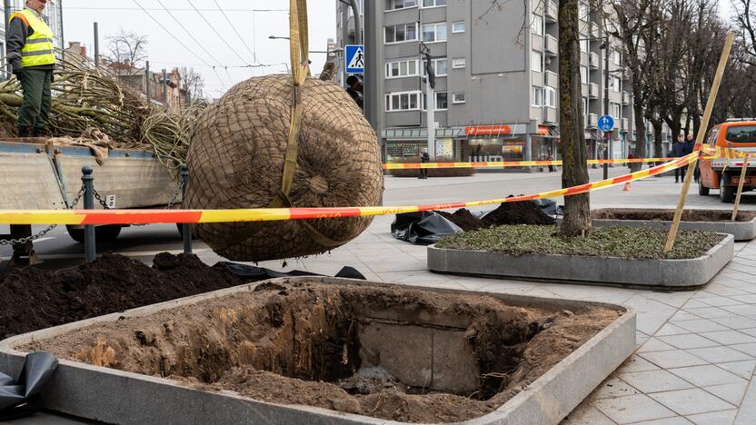 Laisvės alėjoje sodinamos liepos