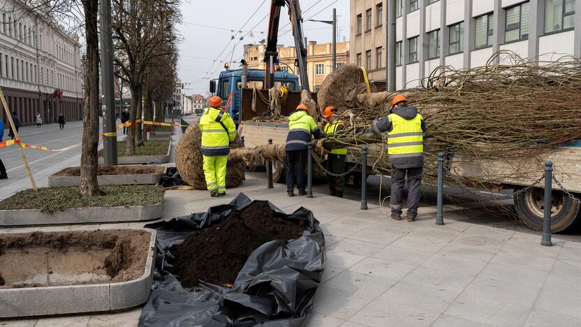 Laisvės alėjoje sodinamos liepos