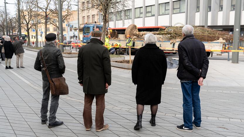 Laisvės alėjoje sodinamos liepos