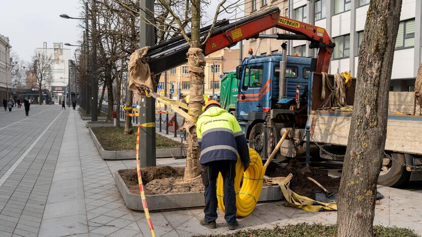 Laisvės alėjoje sodinamos liepos