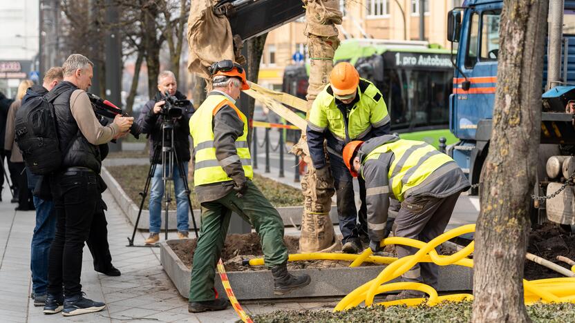 Laisvės alėjoje sodinamos liepos