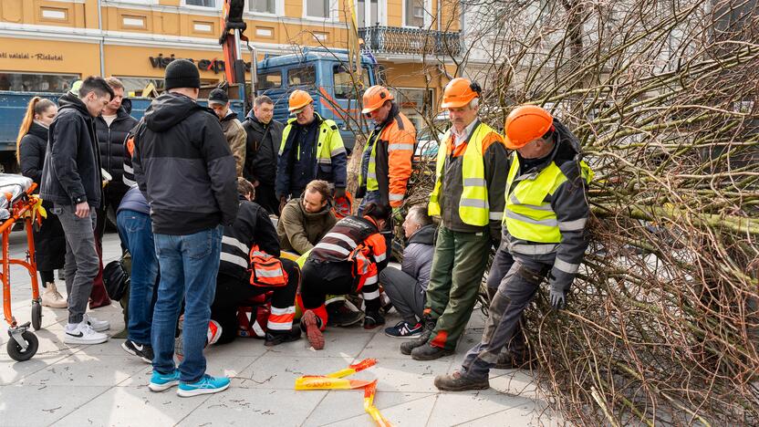 Laisvės alėjoje ant darbininko nuvirto liepa