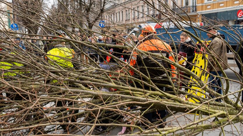 Laisvės alėjoje ant darbininko nuvirto liepa