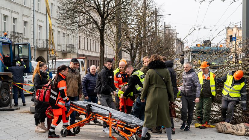 Laisvės alėjoje ant darbininko nuvirto liepa