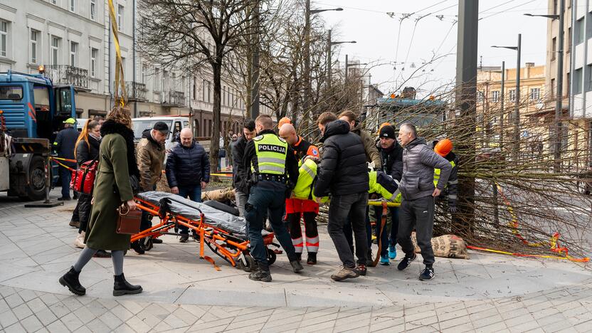 Laisvės alėjoje ant darbininko nuvirto liepa