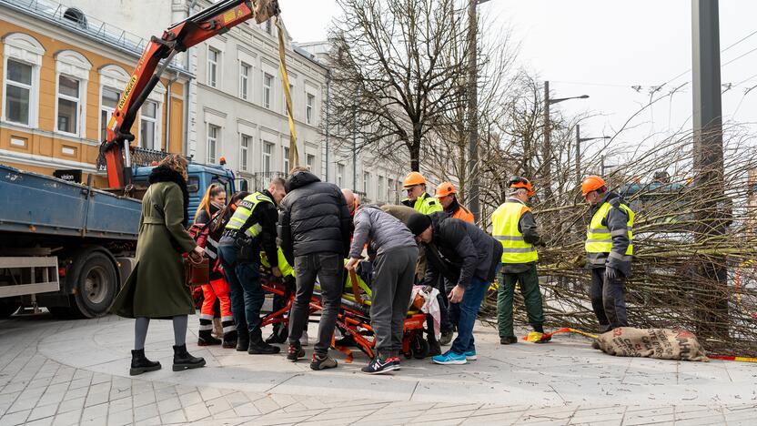 Laisvės alėjoje ant darbininko nuvirto liepa