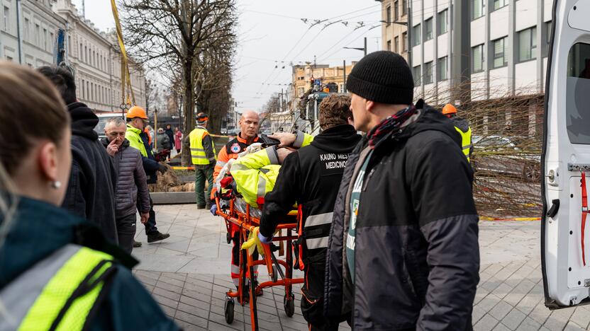 Laisvės alėjoje ant darbininko nuvirto liepa