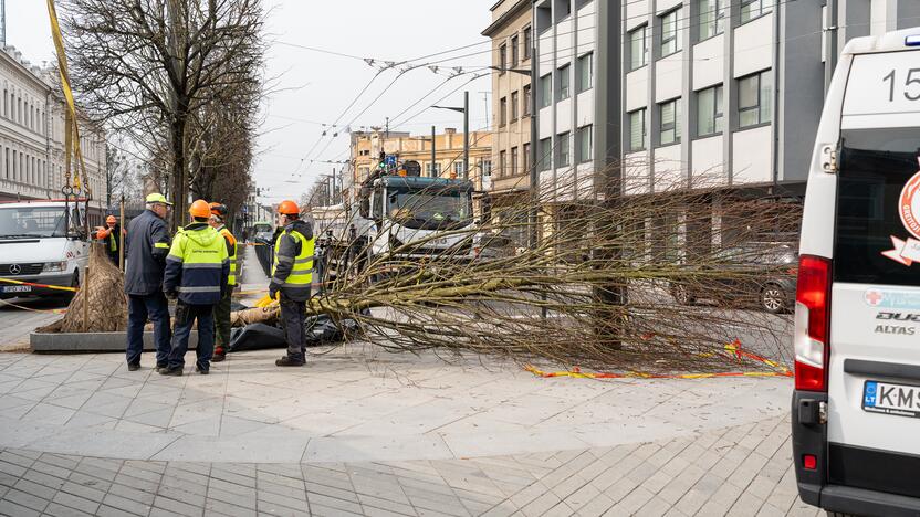 Laisvės alėjoje ant darbininko nuvirto liepa