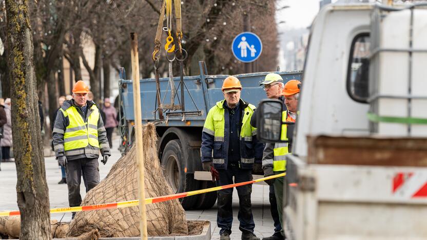 Laisvės alėjoje ant darbininko nuvirto liepa