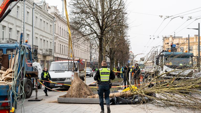 Laisvės alėjoje ant darbininko nuvirto liepa