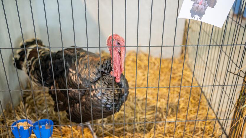 Gyvulininkystės paroda VDU Žemės ūkio akademijoje