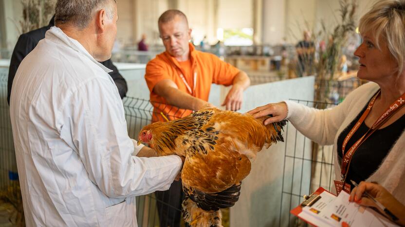 Gyvulininkystės paroda VDU Žemės ūkio akademijoje