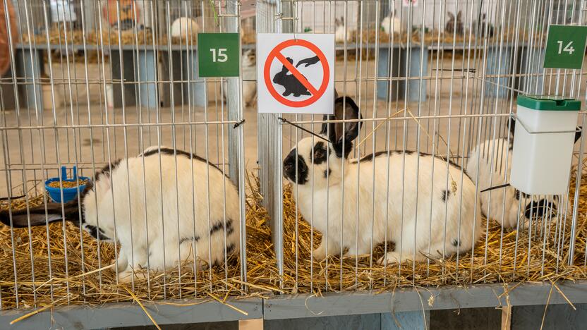 Gyvulininkystės paroda VDU Žemės ūkio akademijoje