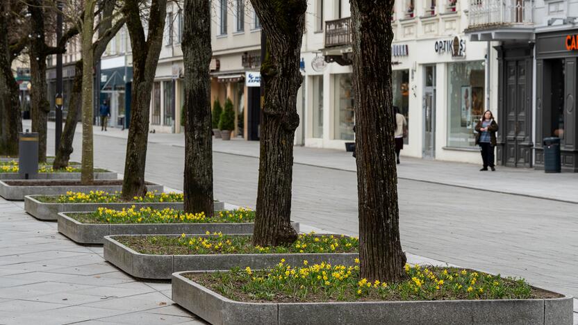 Laisvės alėjoje pražydo narcizai