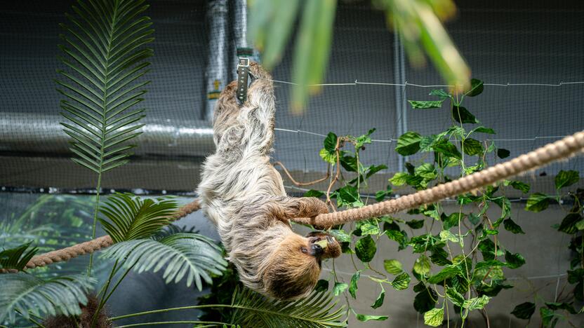 Lietuvos zoologijos sode – naujokas tinginys