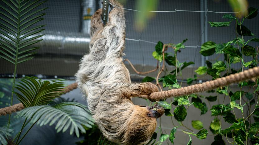 Lietuvos zoologijos sode – naujokas tinginys