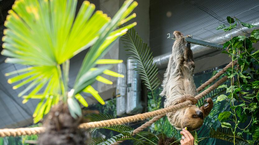 Lietuvos zoologijos sode – naujokas tinginys