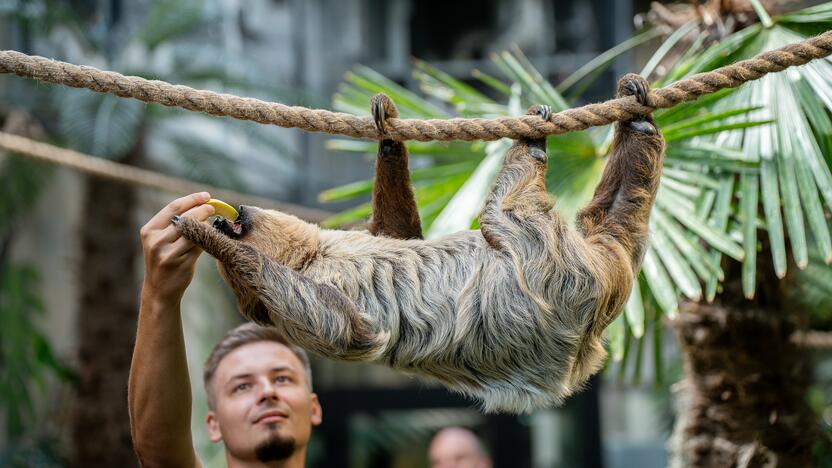 Lietuvos zoologijos sode – naujokas tinginys