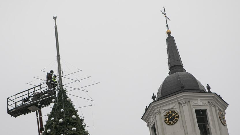 Ruošiama Vilniaus kalėdinė eglė