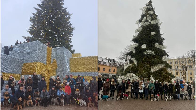 Tradicija: kasmet įvairiuose miestuose prie pagrindinių Kalėdų eglių renkasi spanielių mylėtojai su savo augintiniais.