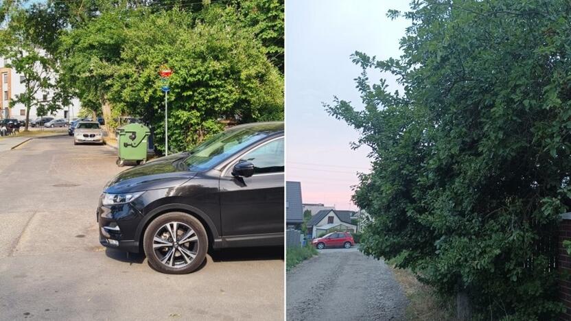 Eismas: dėl negenėtų medžių kai kur mieste sunku prasilenkti automobiliams.