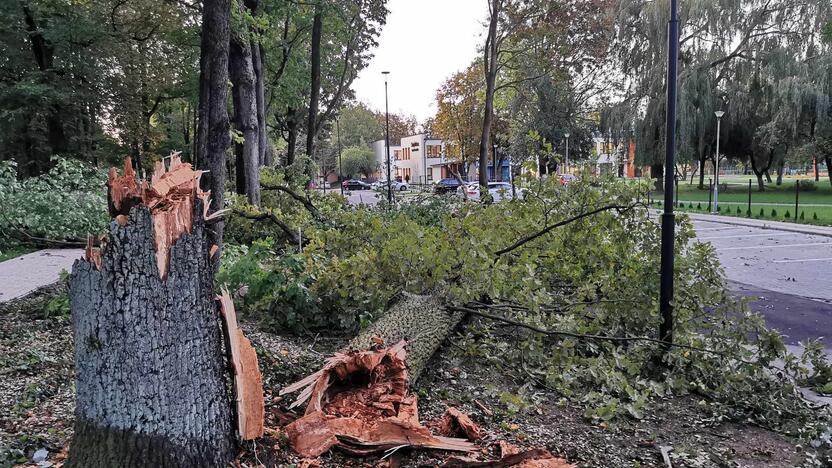 Neišlaikė: vėjas nulaužė ąžuolą, kurio kamienas pasirodė esąs kiauraviduris.