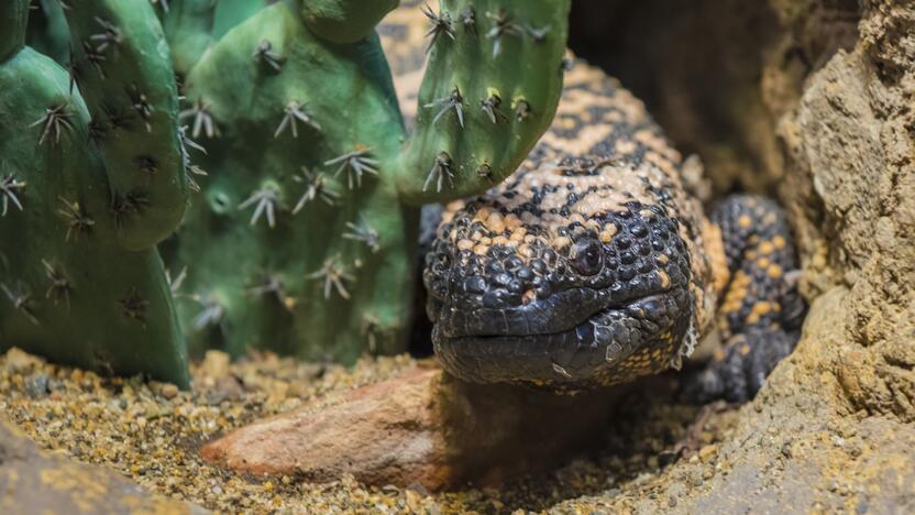 Pavojingi: Šiaurės Amerikos pietvakariuose gyvenantys spalvingi driežai – Gilos pabaisos – yra nuodingi ropliai, ne itin tinkami auginti namuose.