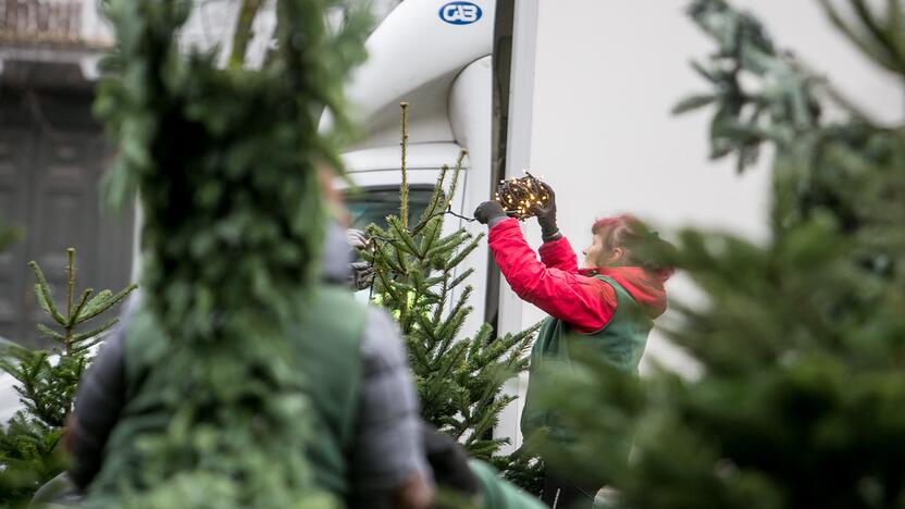 Laukimas: kalėdinių eglučių ir kėnių pirkimo bei puošimo pikas veikiausiai prasidės gruodį.