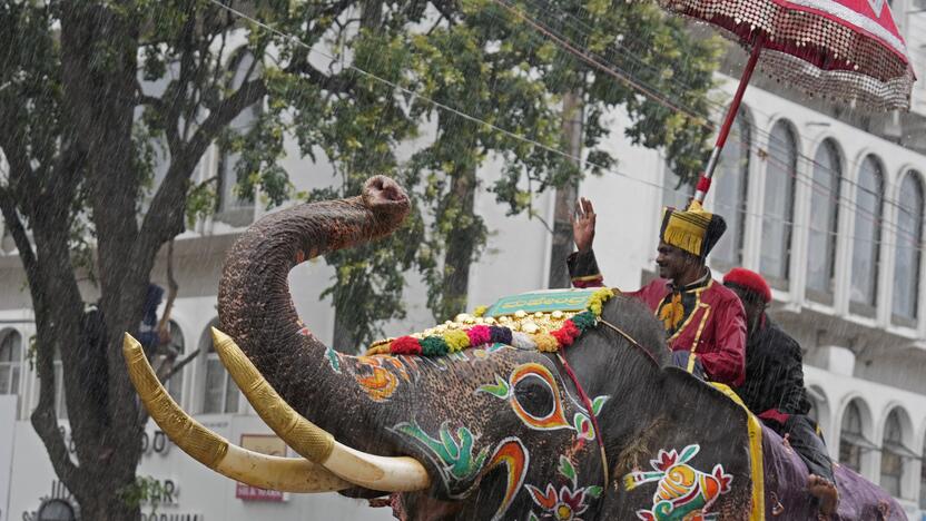 Tradicijos: buvusioje Maisoro karalystėje, Pietų Indijoje, Daseros šventės proga vyksta tradicinė dramblių eisena, sutraukianti minias žmonių.