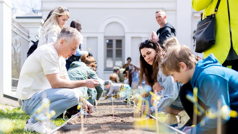 Saulėgrąžų sodinimo akcija Tuskulėnų rimties parke