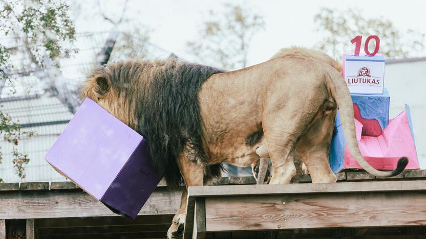 Lietuvos zoologijos sode liūtai švenčia savo gimtadienį