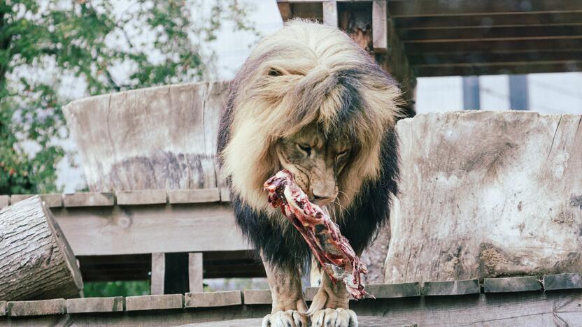 Lietuvos zoologijos sode liūtai švenčia savo gimtadienį