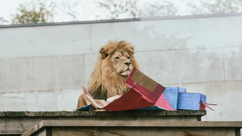 Lietuvos zoologijos sode liūtai švenčia savo gimtadienį