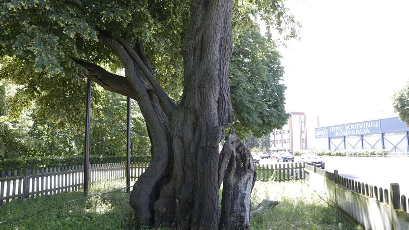 Situacija: vienos seniausių Lietuvoje Klaipėdos Storosios liepos kamieno kiaurymės šiandien labiau primena negalią nei sveiką galingą medį, tačiau specialistai tikina, kad medžio būklė iš esmės yra stabili.