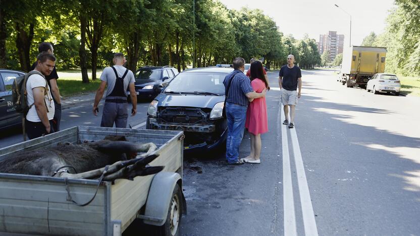 Nuostoliai: vien šiemet dėl nelaimingų nutikimų susidūrus su laukiniais žvėrimis išmokėta suma jau viršija 1,6 mln. eurų.