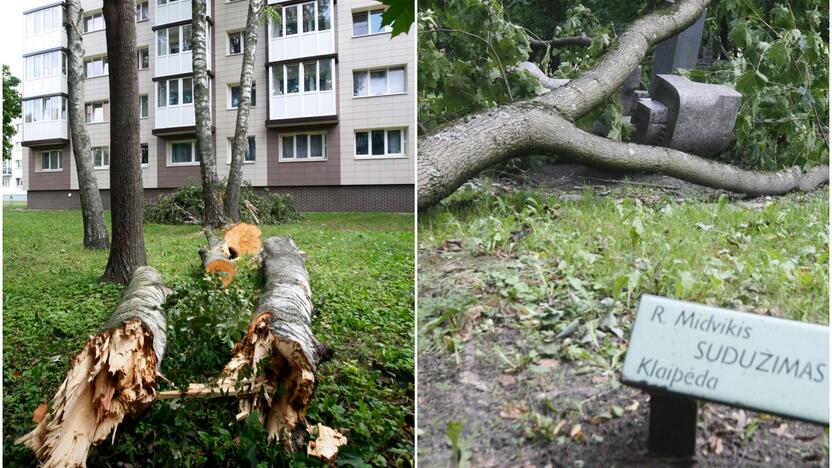 Simboliška: Skulptūrų parke medis sumaitojo kūrinį, pavadintą „Sudužimu“.