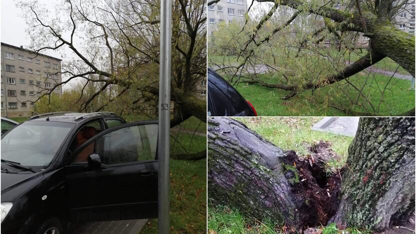 Incidentas: virsdamas medis galėjo prispausti ir automobilį, ir žmones.