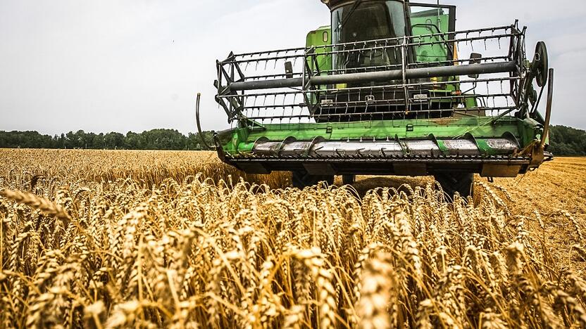 Pusiausvyra: šiemet kviečių derlius Lietuvoje nebuvo geras, tačiau už grūdus gaudami didesnę kainą ūkininkai neturėtų patirti finansinių nuostolių.