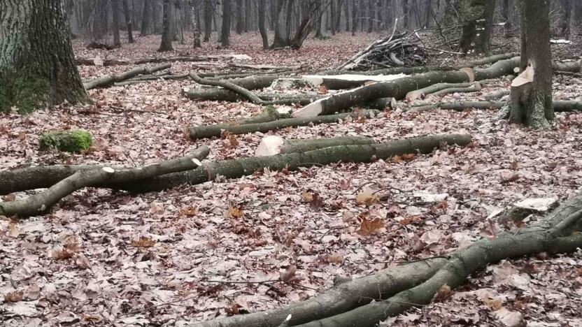 Baimės: praeiviams užkliuvo iškirsti medžiai.