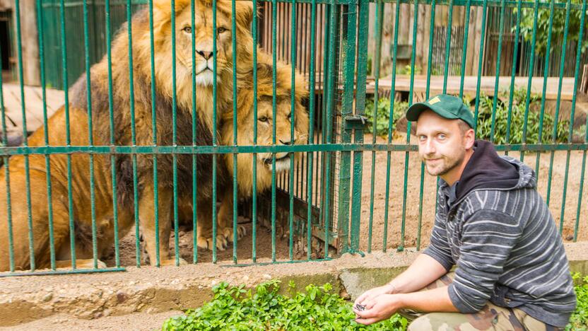 Karaliai: per 12 darbo metų M.Adomaitis gerai pažino sodo gyventojus. "Štai liūtai – baisūs miegaliai", – atskleidžia lankytojus dažnai nustebinantį faktą.