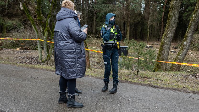 Į Radikius grįžo nelegalūs medžių kirtėjai