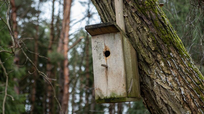 Į Radikius grįžo nelegalūs medžių kirtėjai