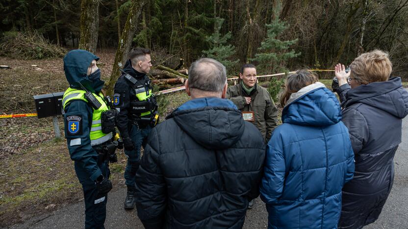 Į Radikius grįžo nelegalūs medžių kirtėjai